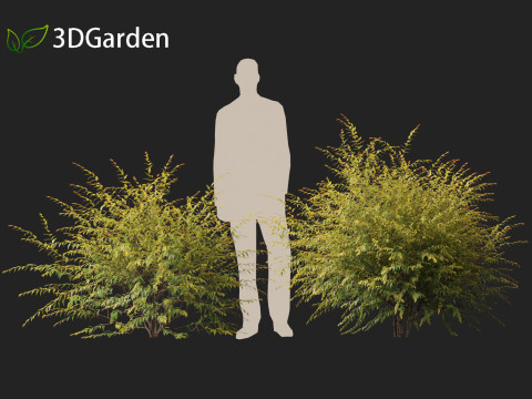 Austromyrtus dulcis - Midgen berry Model 3D