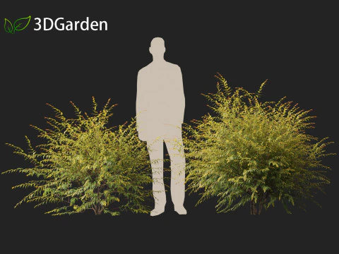 Austromyrtus dulcis - Midgen berry 3D Model