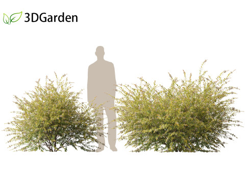 Austromyrtus dulcis - Midgen berry Model 3D