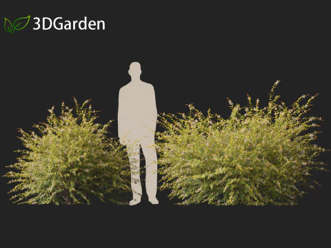 Austromyrtus dulcis - Midgen berry 3D Model