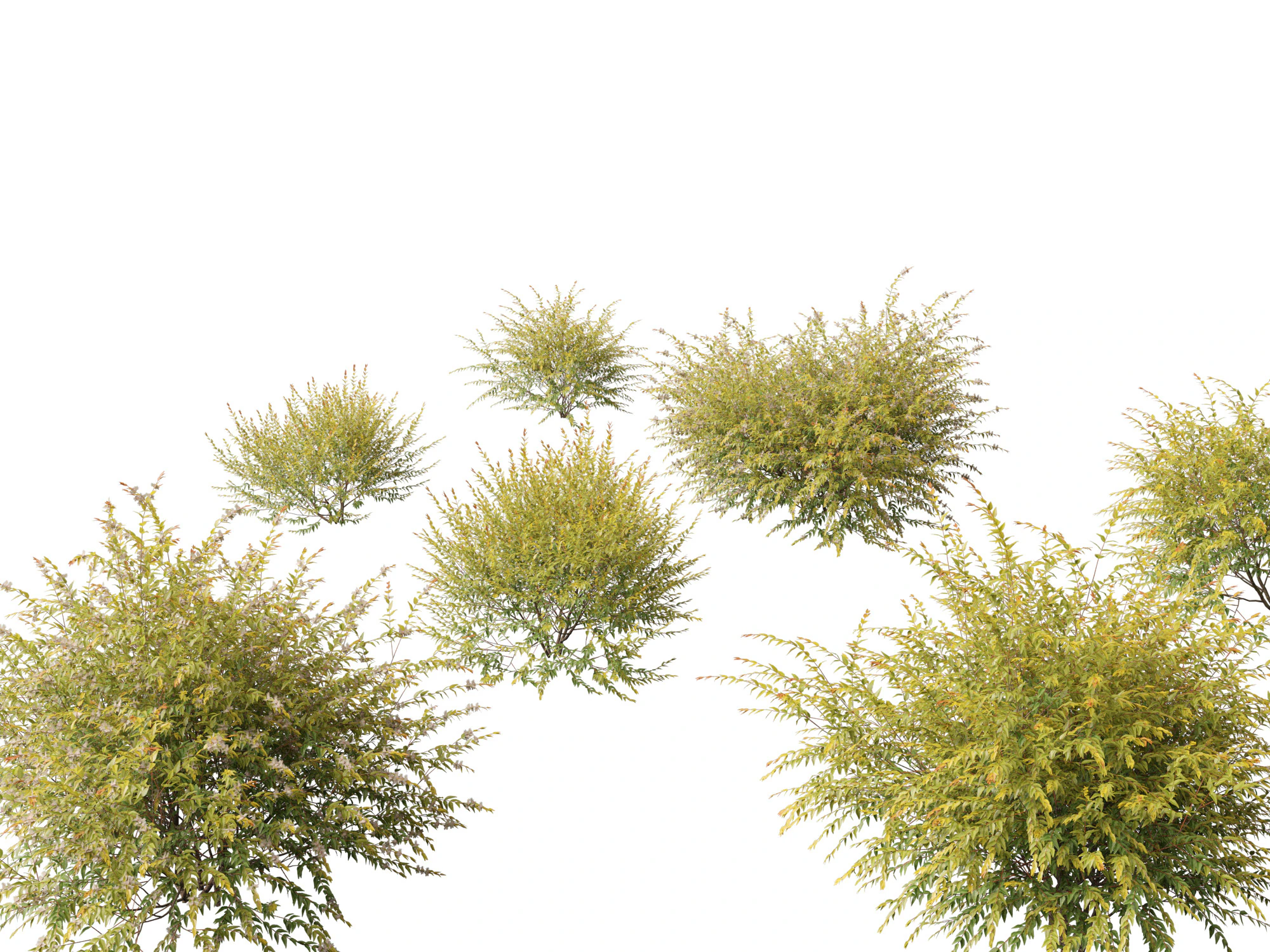 Austromyrtus dulcis - Midgen berry 3D Model .c4d .max .obj .3ds .fbx .stl .blend 