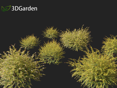 Austromyrtus dulcis - Midgen berry Model 3D