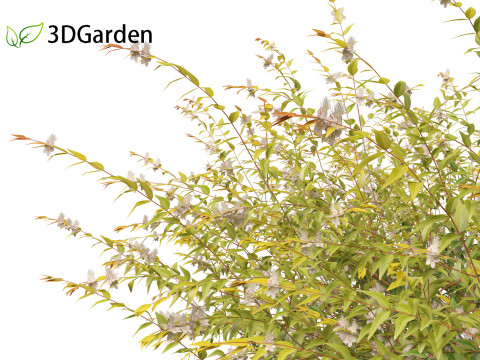 Austromyrtus dulcis - Midgen berry Model 3D