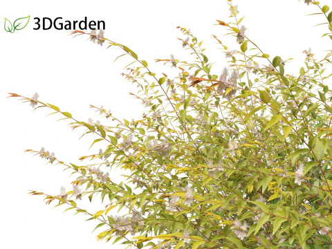 Austromyrtus dulcis - Midgen berry 3D Model