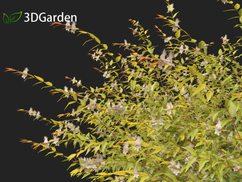 Austromyrtus dulcis - Midgen berry 3D Model