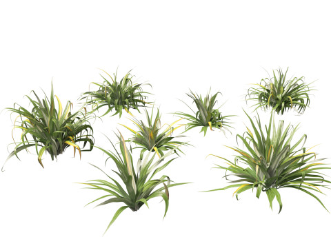 Astelia chathamica - Maori flax 3D Model