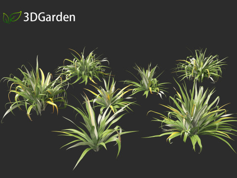 Astelia chathamica - Maori flax Model 3D
