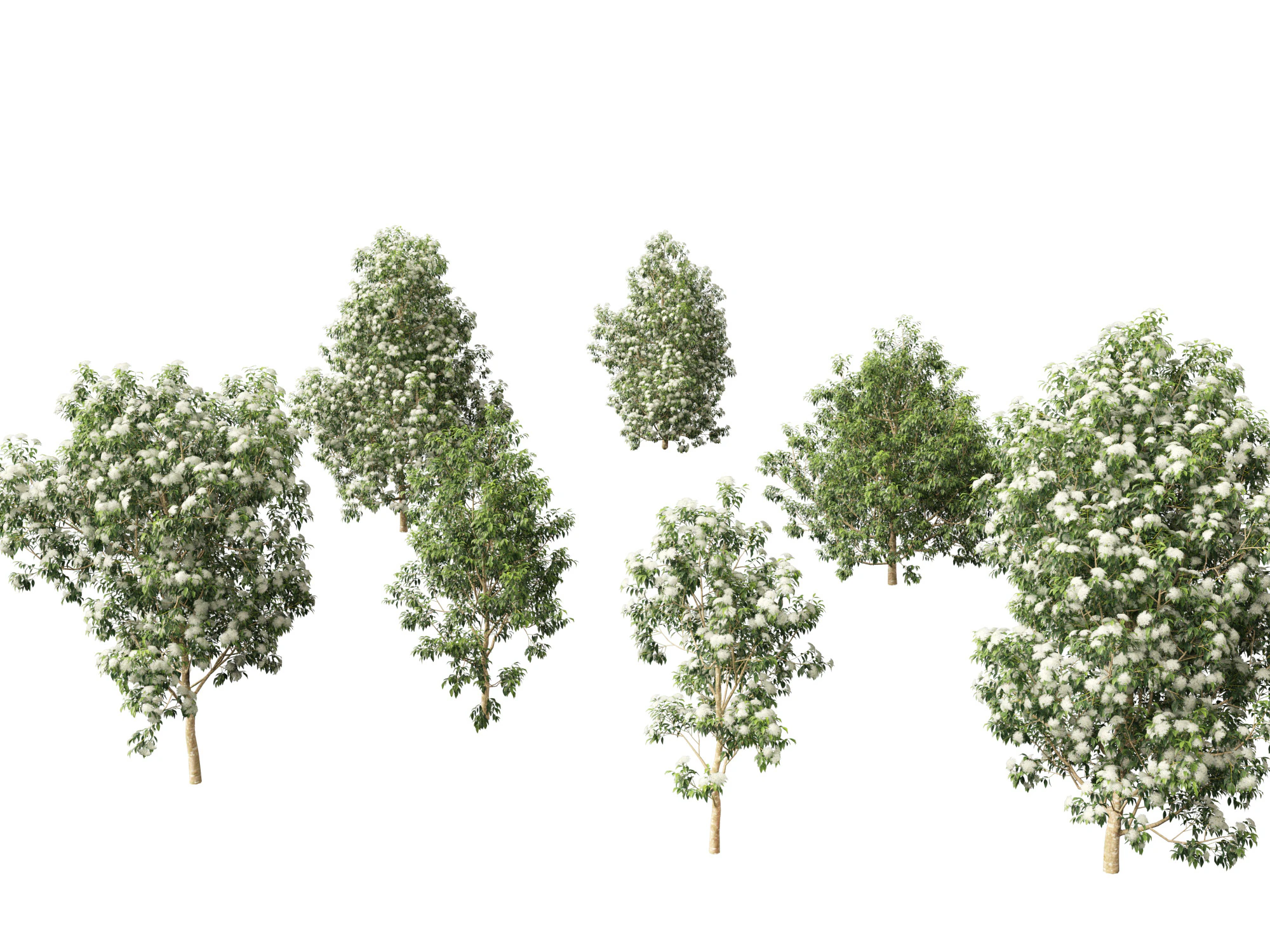 Backhousia citriodora - lemon myrtle 3D Model .c4d .max .obj .3ds .fbx .stl .blend