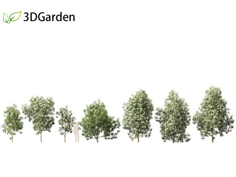 Backhousia citriodora - lemon myrtle 3D Model