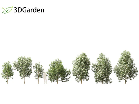 Backhousia citriodora - lemon myrtle 3D Model
