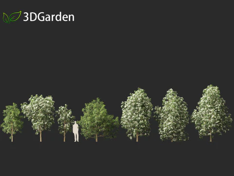 Backhousia citriodora - lemon myrtle 3D Model
