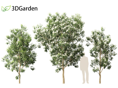 Backhousia citriodora - lemon myrtle 3D Model