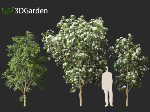 Backhousia citriodora - lemon myrtle 3D Model