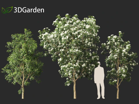 Backhousia citriodora - lemon myrtle 3D Model
