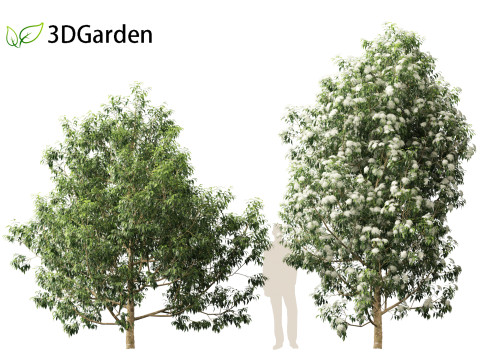 Backhousia citriodora - lemon myrtle 3D Model