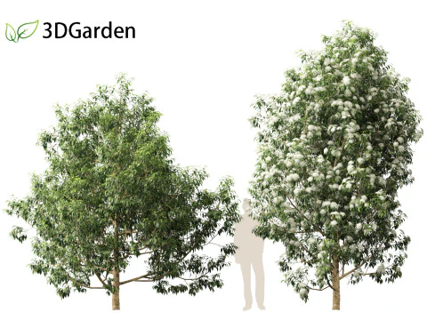 Backhousia citriodora - lemon myrtle 3D Model