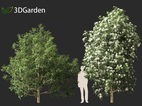 Backhousia citriodora - lemon myrtle 3D Model