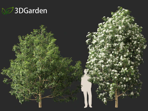 Backhousia citriodora - lemon myrtle 3D Model