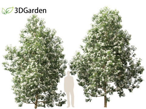 Backhousia citriodora - lemon myrtle 3D Model