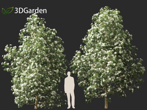 Backhousia citriodora - lemon myrtle 3D Model