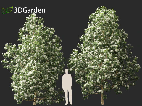 Backhousia citriodora - lemon myrtle 3D Model