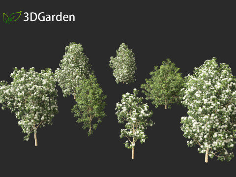 Backhousia citriodora - lemon myrtle 3D Model