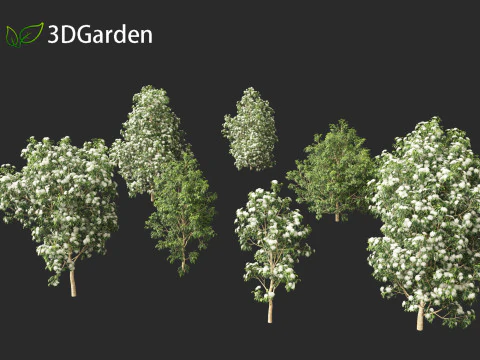 Backhousia citriodora - lemon myrtle 3D Model