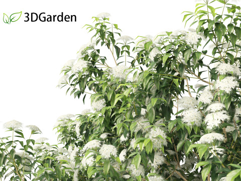 Backhousia citriodora - lemon myrtle 3D Model