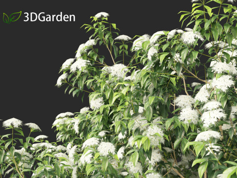 Backhousia citriodora - lemon myrtle 3D Model