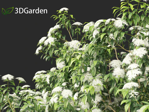 Backhousia citriodora - lemon myrtle 3D Model
