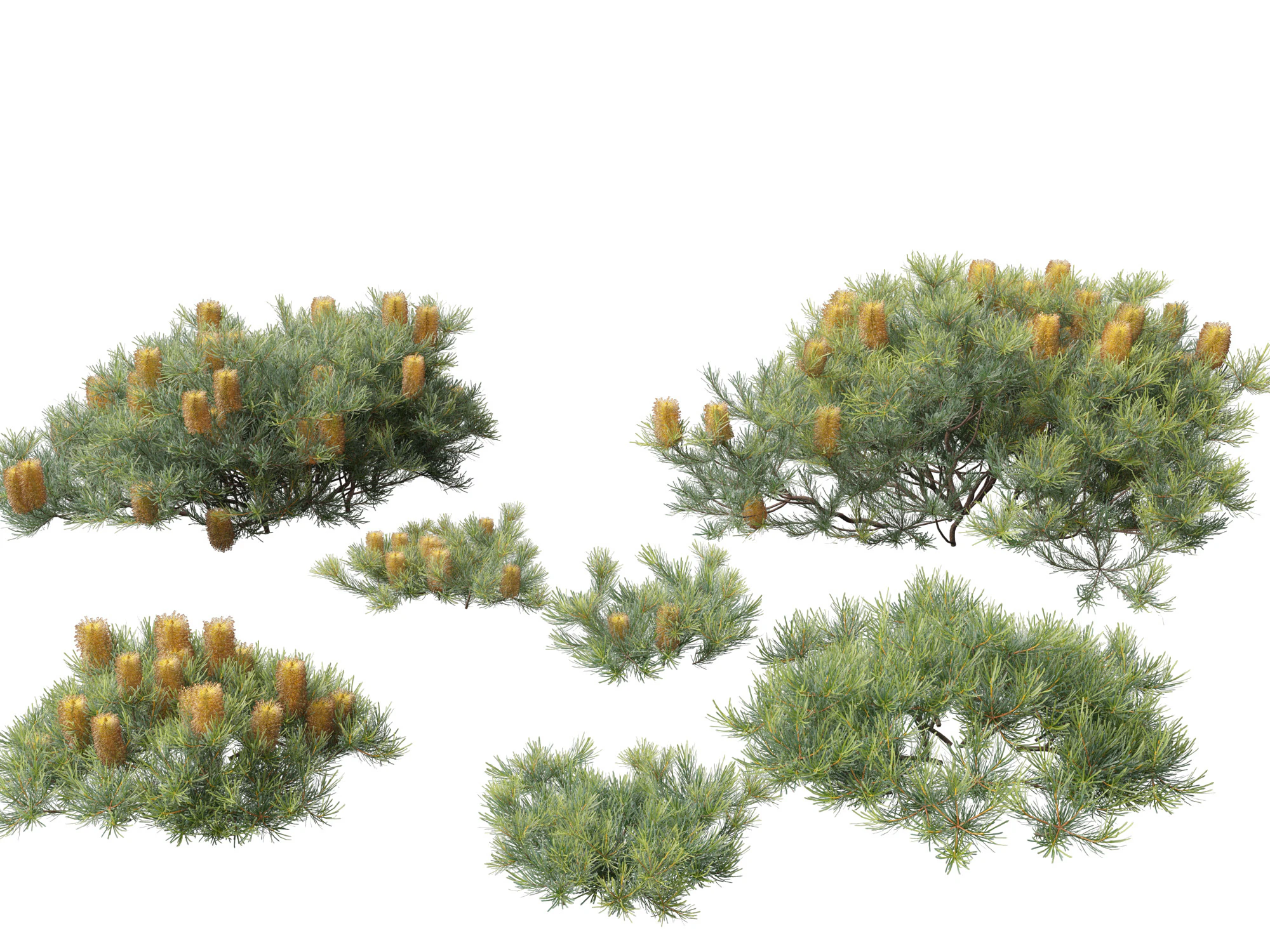 Banksia spinulosa Cherry Candles - Banksia 3D Model .c4d .max .obj .3ds .fbx .stl .blend 