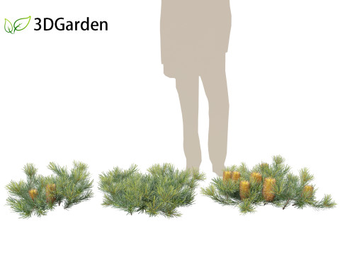 Banksia spinulosa Cherry Candles - Banksia 3D Модель