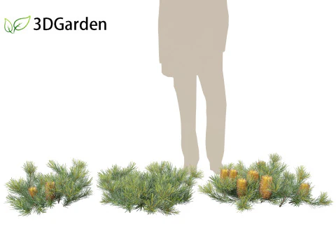Banksia spinulosa Cherry Candles - Banksia 3D Model