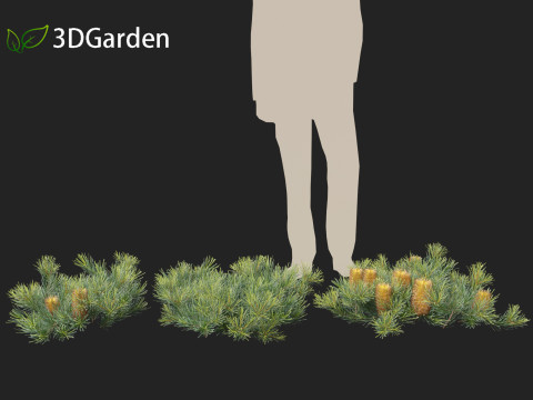 Banksia spinulosa Cherry Candles - Banksia 3D Модель