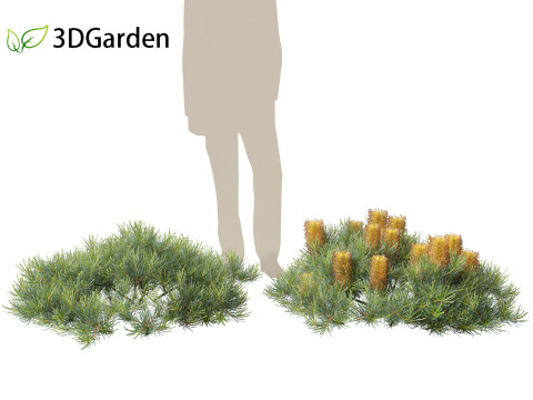 Banksia spinulosa Cherry Candles - Banksia 3D Модель