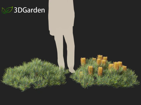 Banksia spinulosa Cherry Candles - Banksia 3D Model