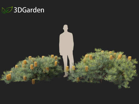 Banksia spinulosa Cherry Candles - Banksia 3D Модель