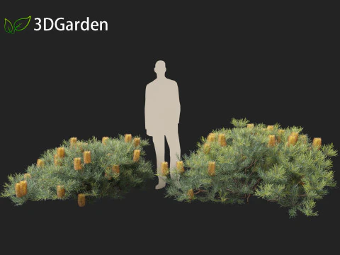 Banksia spinulosa Cherry Candles - Banksia 3D Model
