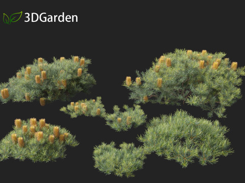 Banksia spinulosa Cherry Candles - Banksia 3D Модель