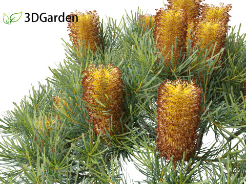 Banksia spinulosa Cherry Candles - Banksia 3D Модель