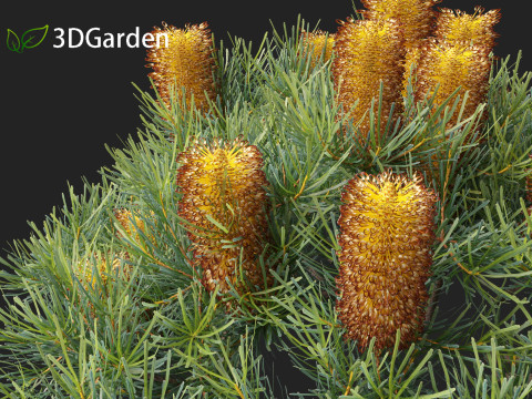Banksia spinulosa Cherry Candles - Banksia 3D Модель