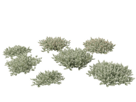 Eremophila glabra Kalbarri carpet - Tar Bush 3D Model