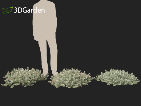 Eremophila glabra Kalbarri carpet - Tar Bush 3Dモデル