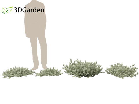 Eremophila glabra Kalbarri carpet - Tar Bush 3Dモデル