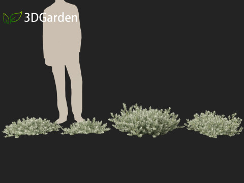 Eremophila glabra Kalbarri carpet - Tar Bush 3Dモデル