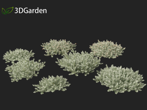 Eremophila glabra Kalbarri carpet - Tar Bush 3Dモデル