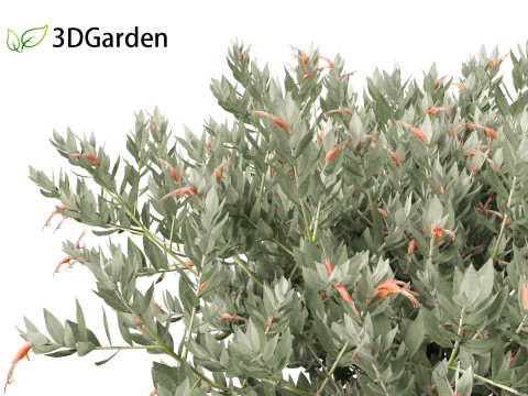 Eremophila glabra Kalbarri carpet - Tar Bush 3Dモデル