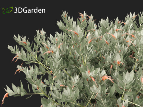Eremophila glabra Kalbarri carpet - Tar Bush 3Dモデル