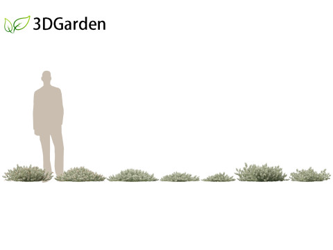 Eremophila glabra Kalbarri carpet - Tar Bush 3Dモデル