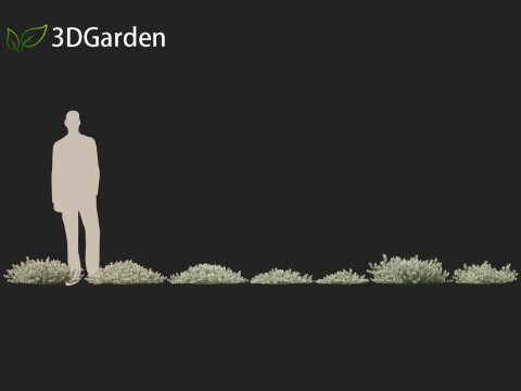 Eremophila glabra Kalbarri carpet - Tar Bush 3Dモデル